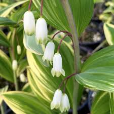 White Polygonatum flower seeds