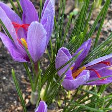 Crocus Sativus flower seeds