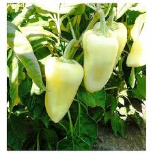 Hungarian White Pepper Seeds for Planting – Heirloom Non-GMO Garden Seeds