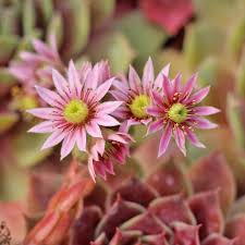 Sempervivum flower seeds