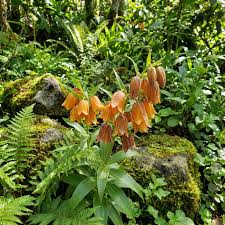 Orange Bell flower seeds