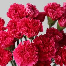 Pink Carnation flower seeds