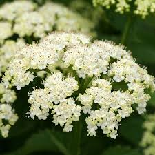 White Arrowwood flower seeds