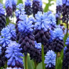 Latifolium flower seeds