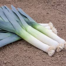 Saint Victor Leek Seeds for Planting – Heirloom Garden Seeds