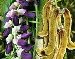 Mucuna Seeds for Planting – Heirloom Non-GMO Garden Seeds