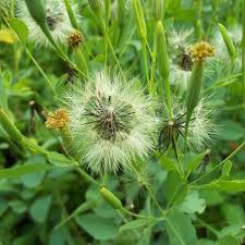 Papalo flower seeds