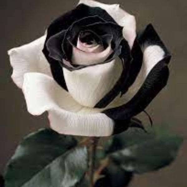 & White Rosa plant