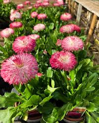 Pink Bellis flower seeds