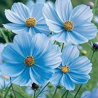 Blue Cosmos plant