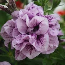 Light Violet flower seeds