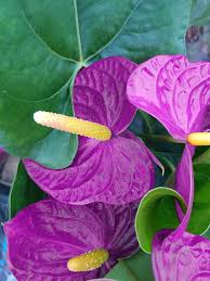 Violet Anthurium flower seeds