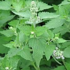 Catnip Herb Seeds for Planting – Heirloom Non-GMO Garden Seeds