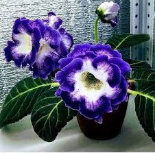 Blue Cream flower seeds
