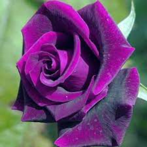 Dark Violet Rosa plant