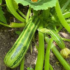 Mixed Squash Seeds for Planting – Heirloom Garden Squash Collection
