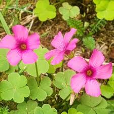 Oxalis Articulata flower seeds
