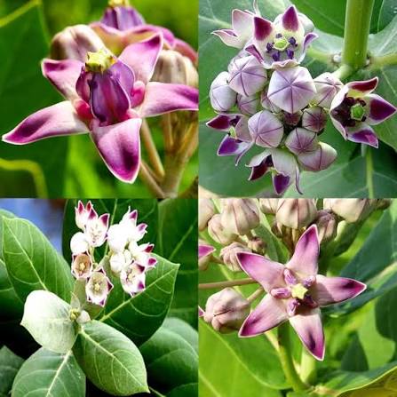 Purple Calotropis Plant Seeds for Planting – Heirloom Non-GMO Garden Seeds
