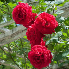 Fragrant Red flower seeds