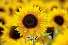 Sunflower flower seeds