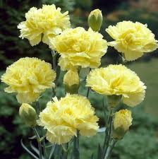 Light Yellow flower seeds