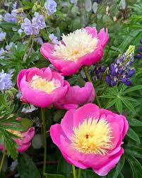 Pink Yellow flower seeds
