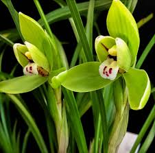 Pale Green flower seeds