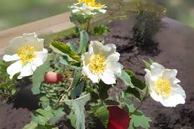 Rosa Laxa flower seeds