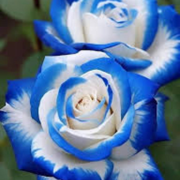& White Rosa plant