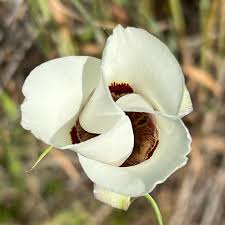 Calochortus flower seeds
