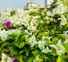 Green Bougainvillea flower seeds
