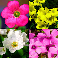 Oxalis flower seeds