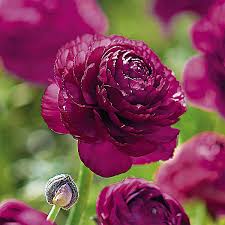 Purple Ranunculus flower seeds