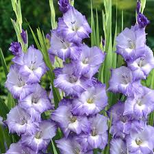 Light Violet flower seeds
