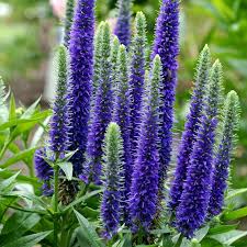 Veronica Spicata flower seeds