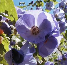 Violet Abutilon flower seeds