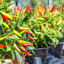 Mixed Chili Pepper Seeds