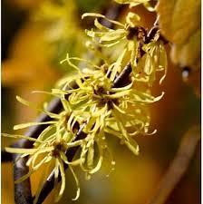Virginian Witch Hazel Flowers