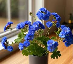 Deep Blue flower seeds