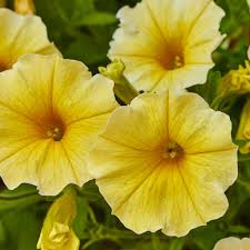 Yellow Petunia flower seeds
