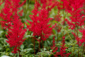 Red Astilbe flower seeds