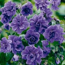 Blue Light flower seeds