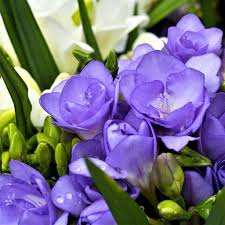 Light Violet flower seeds