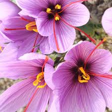 Pink Crocus flower seeds