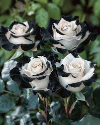 Gray White flower seeds
