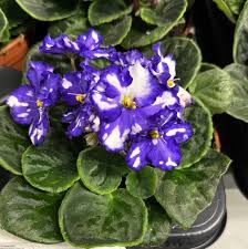 White Blue flower seeds