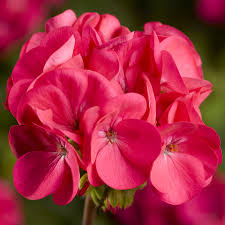Pink Yellow flower seeds