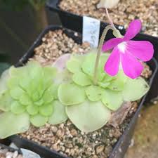 Butterwort flower seeds