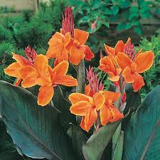 Canna Lily flower seeds