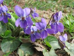 Violet flower seeds